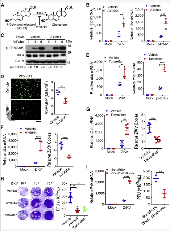 DHCR7 抑制剂 AY9944 和 Tamoxifen 保护巨噬细胞免受多种病毒感染