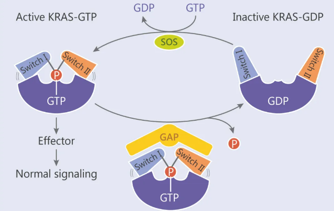 KRAS-GDP 与 KRAS-GTP 循环图