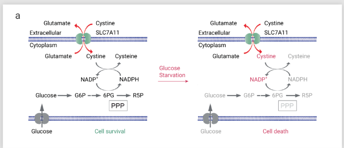 葡萄糖饥饿条件下，高 SLC7A11 表达反而促进细胞死亡