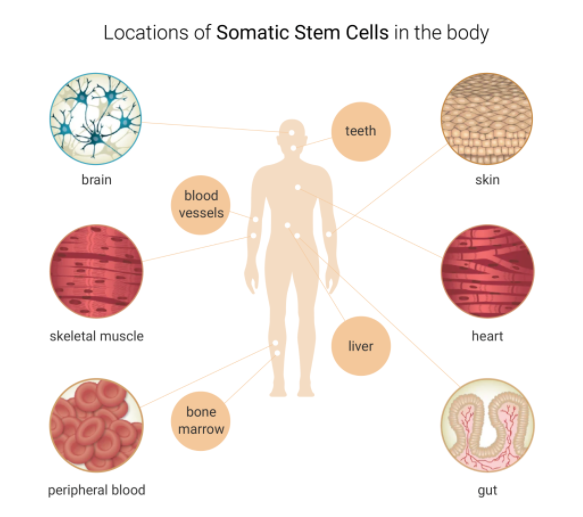 成体干细胞：主要描述了成体干细胞在人体内的主要类型和终端分化方向