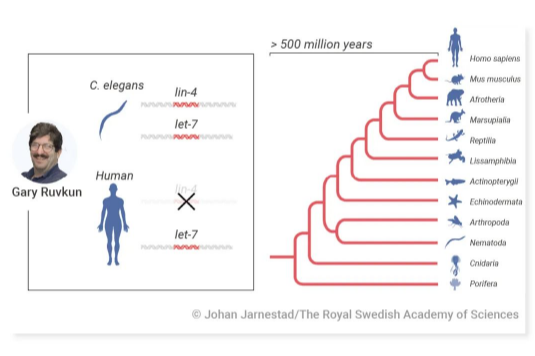  Gary Ruvkun 克隆了第二个编码 miRNA 的基因 let-7