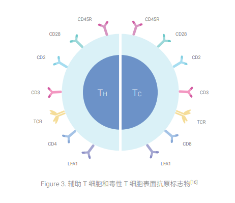 CD 抗原