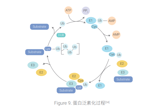 泛素相关蛋白