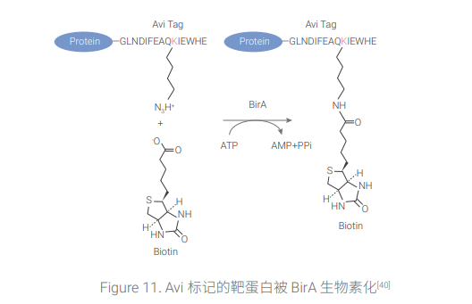 生物素标记蛋白